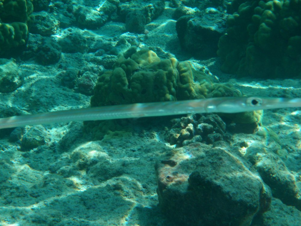 Обыкновенная рыба-игла (Syngnathus acus)