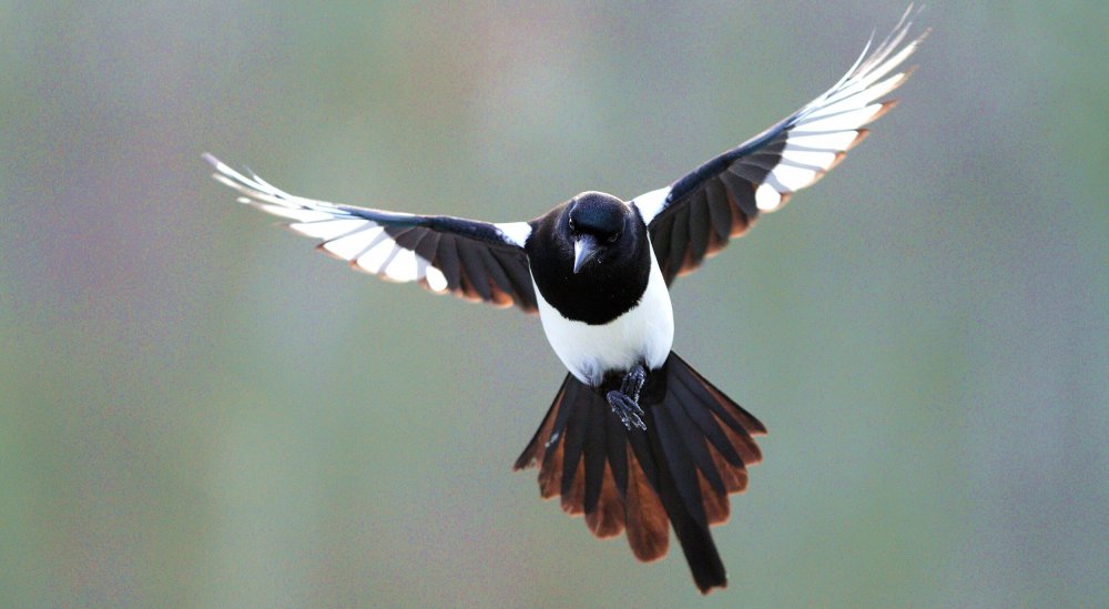 Птица с черно белыми крыльями