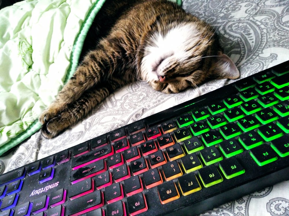 Кошачья клавиатура