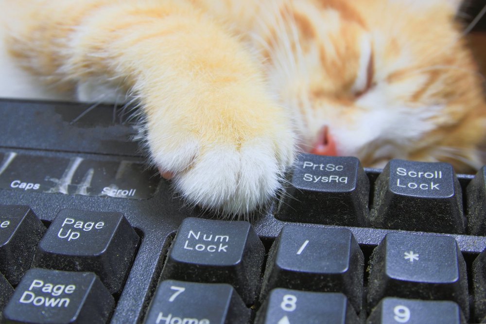 Лапа кота на клавиатуре