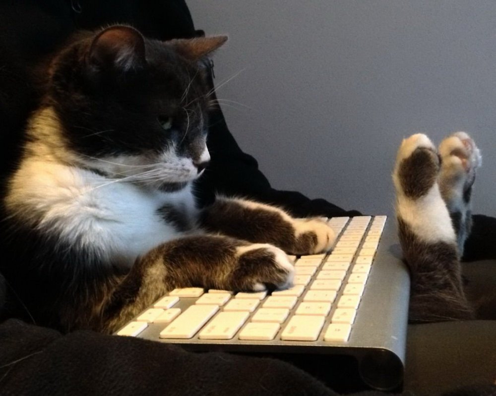Кот за клавиатурой