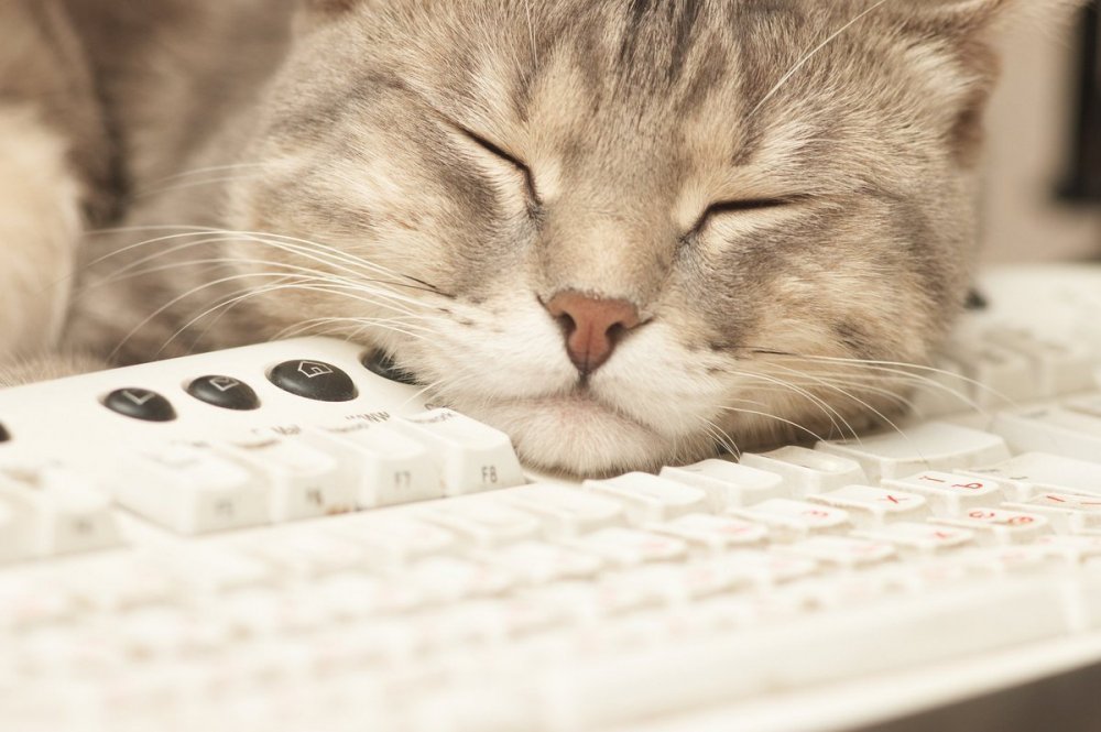 Кот спящий на клавиатуре