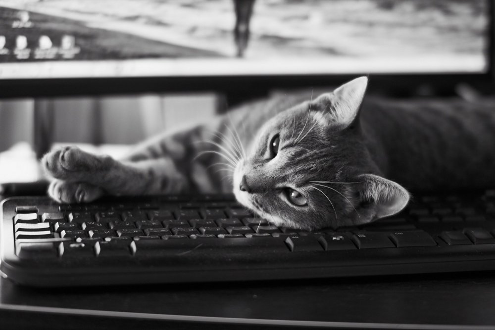 Котенок на клавиатуре