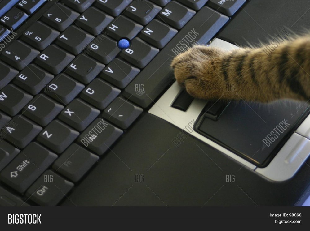 Котик лапками по клавиатуре