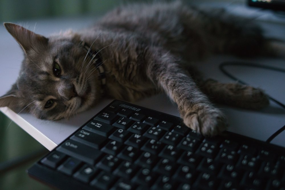Котик на клавиатуре