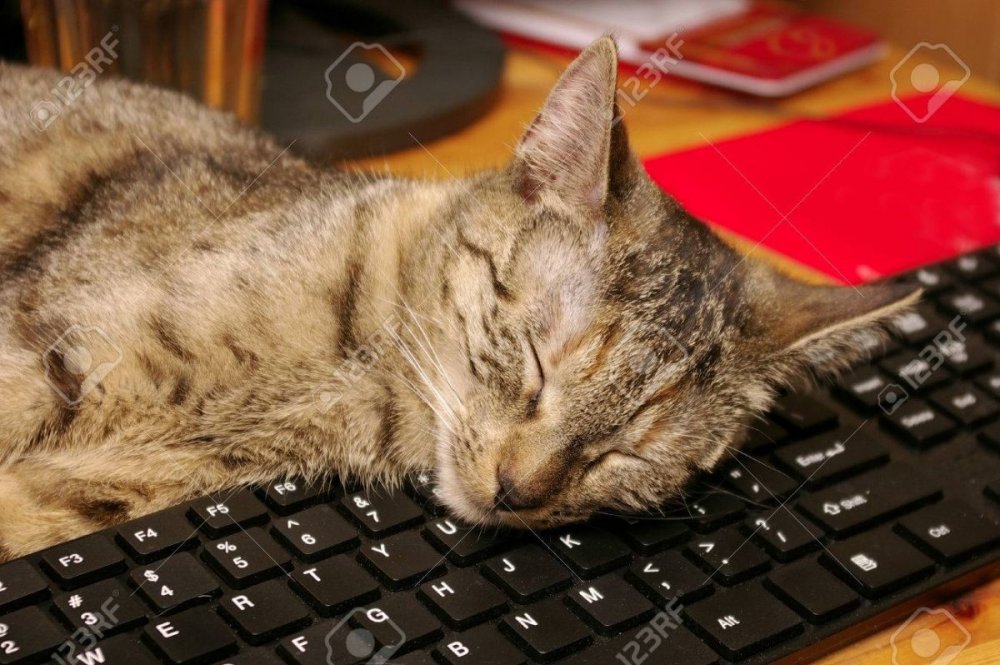 Кот спящий на клавиатуре
