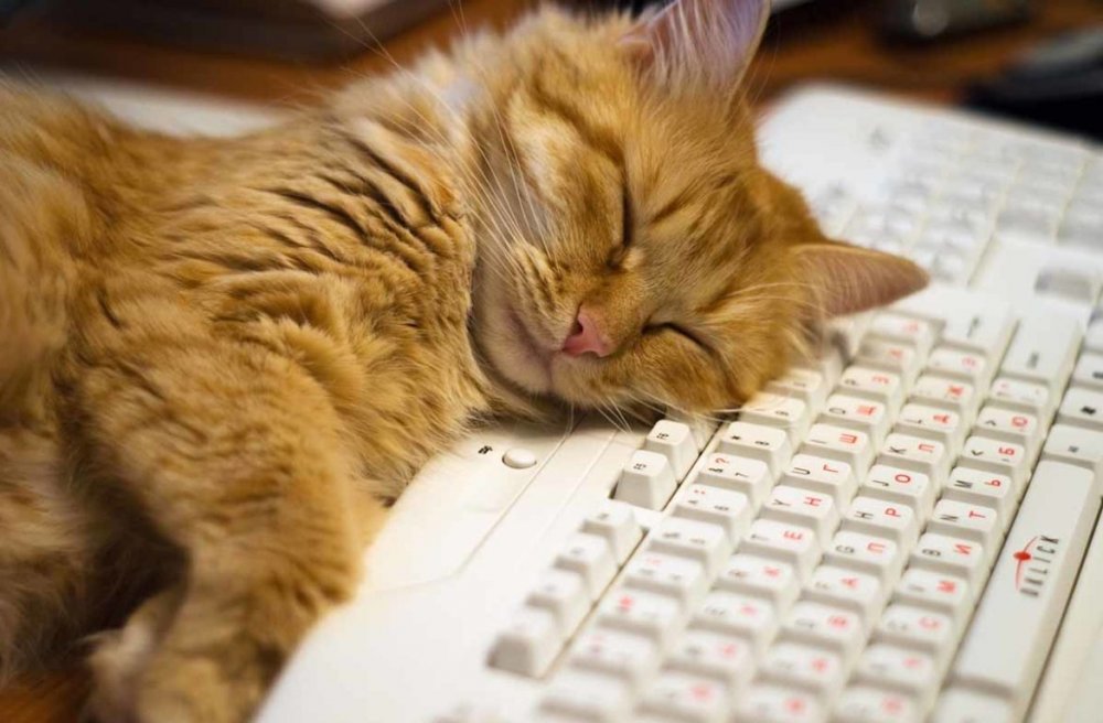 Кот лежит на клавиатуре