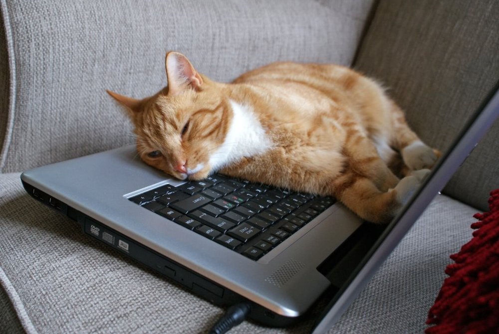 Коты на клавиатуре