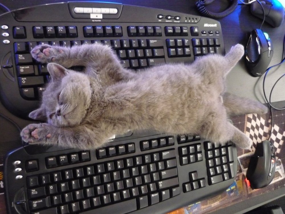 Кошка на клавиатуре