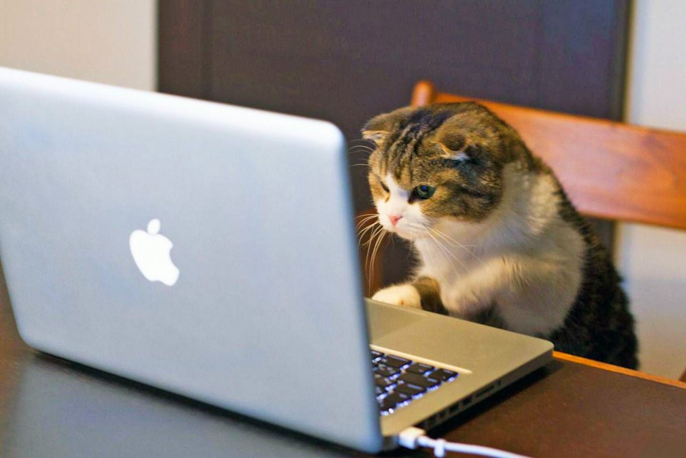 Кошка программист