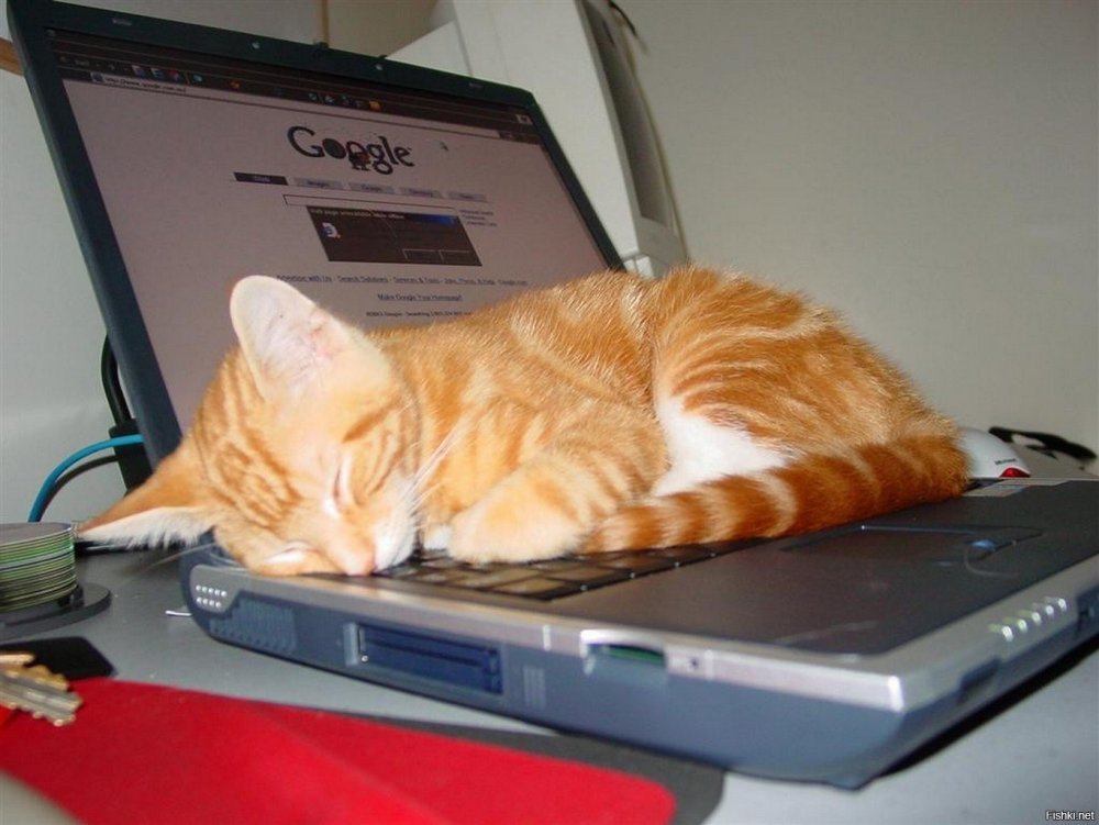 Рыжий кот за компьютером