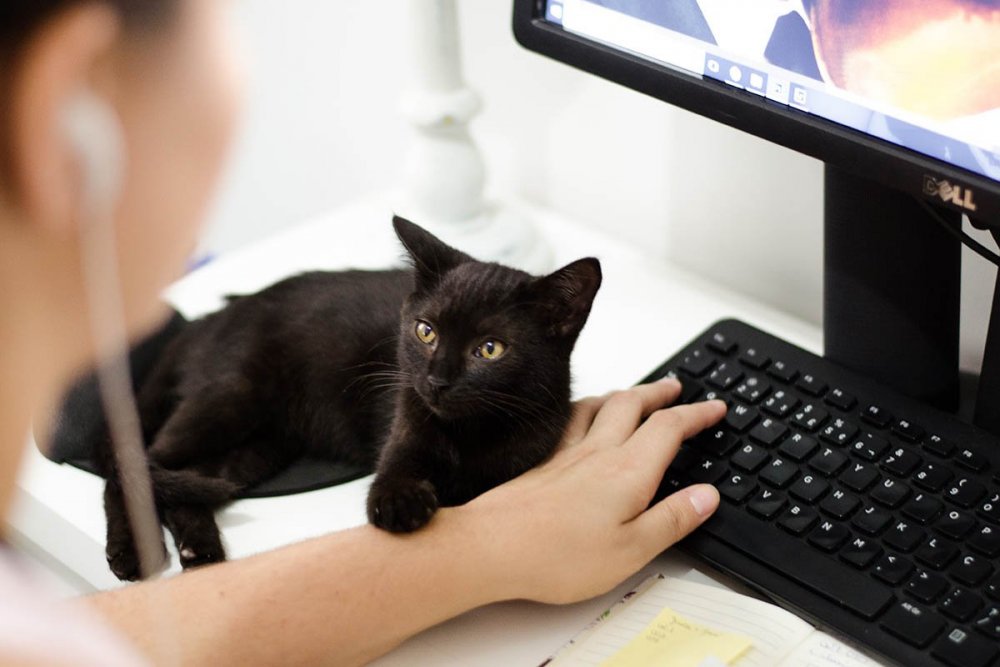 Кошка и компьютер