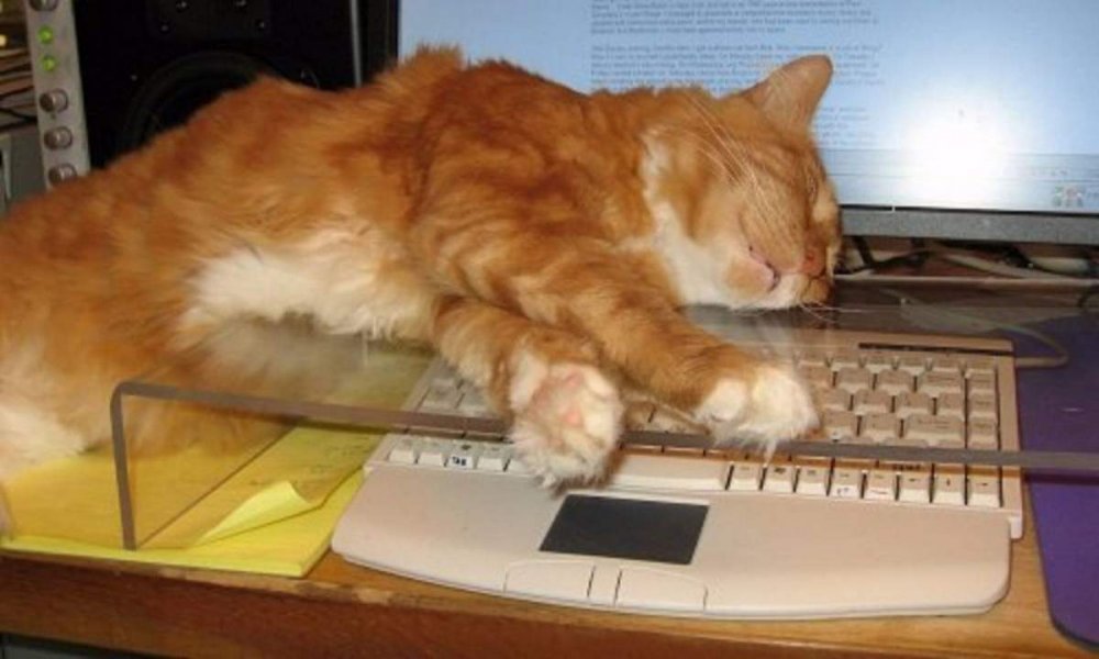 Подставка от котов для клавиатуры