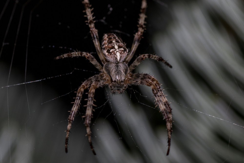Дагестанский паук