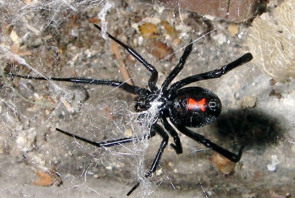 Большой паук с хвостом