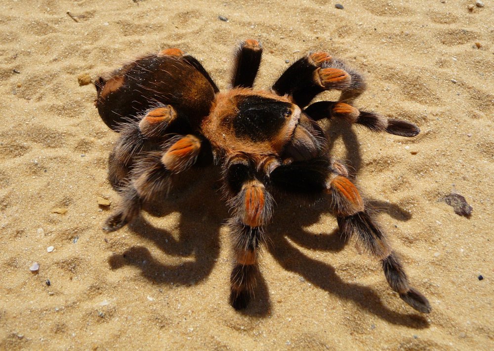 Тарантул паук самка
