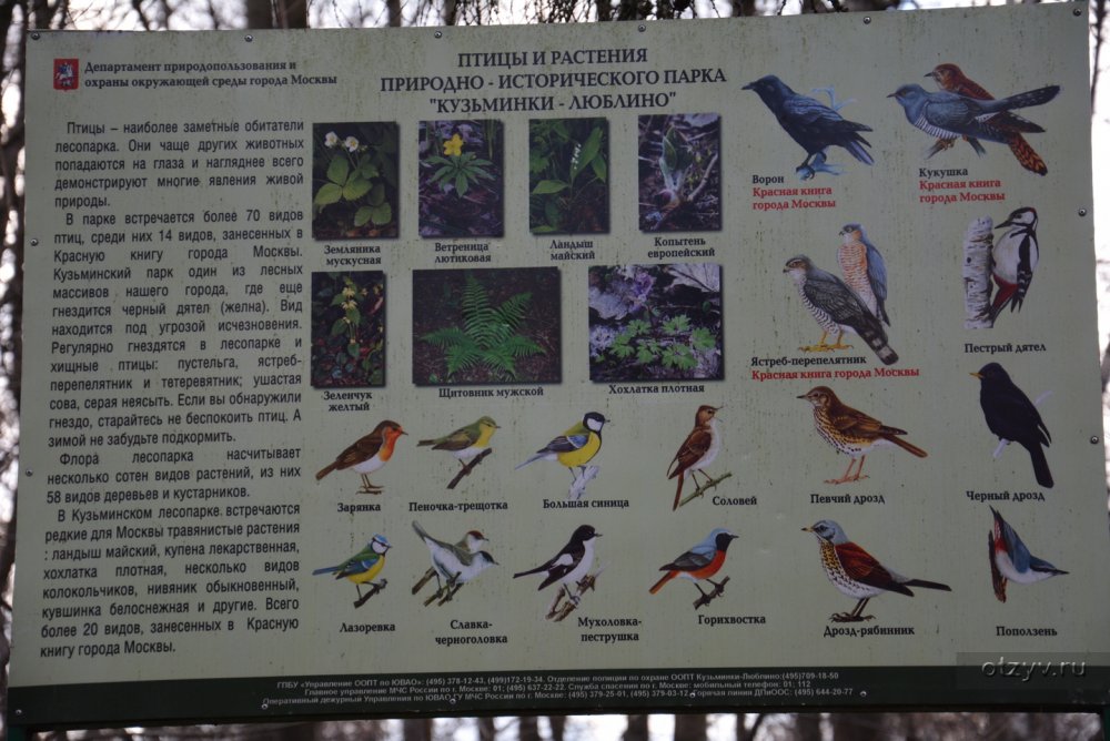 Птицы в Кузьминском лесопарке