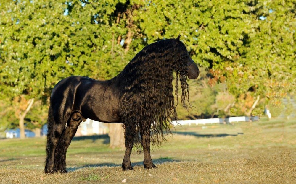 Фредерик Великий Фризская лошадь