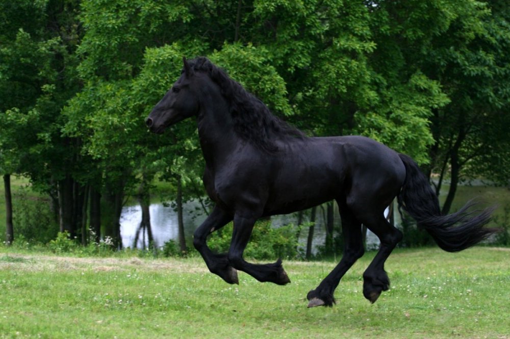 Фриз Фризская лошадь