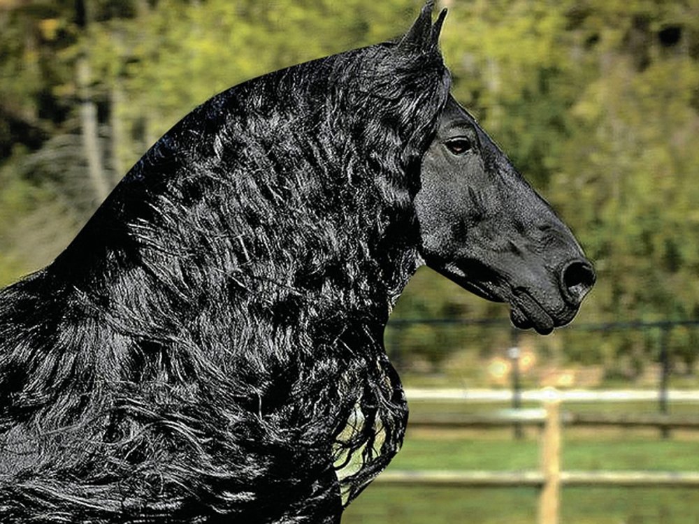 Фризский конь Фердинанд