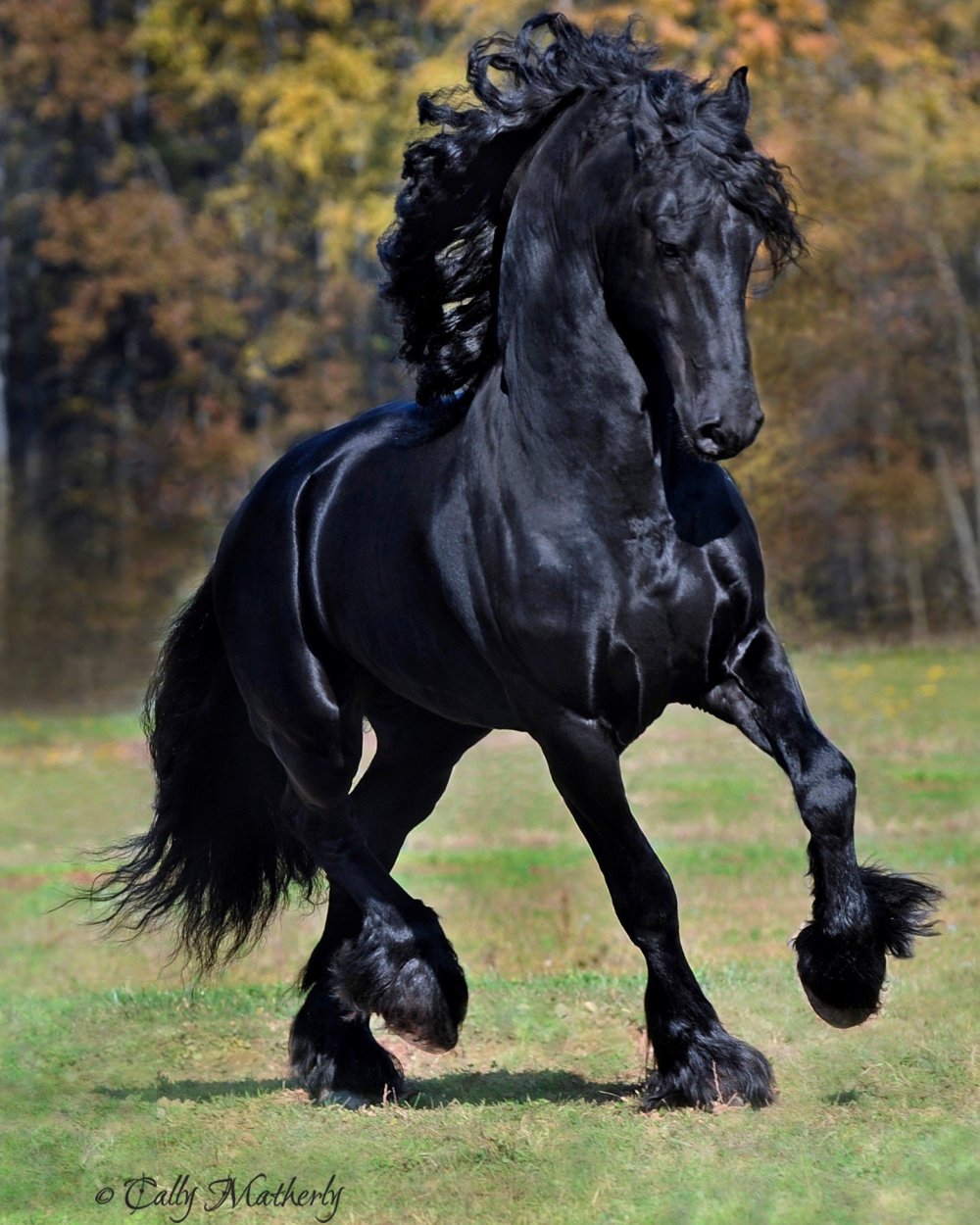Фризская порода лошадей Фридрих Великий