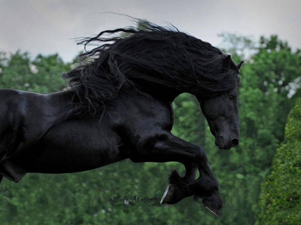 Фредерик Великий Фризская лошадь