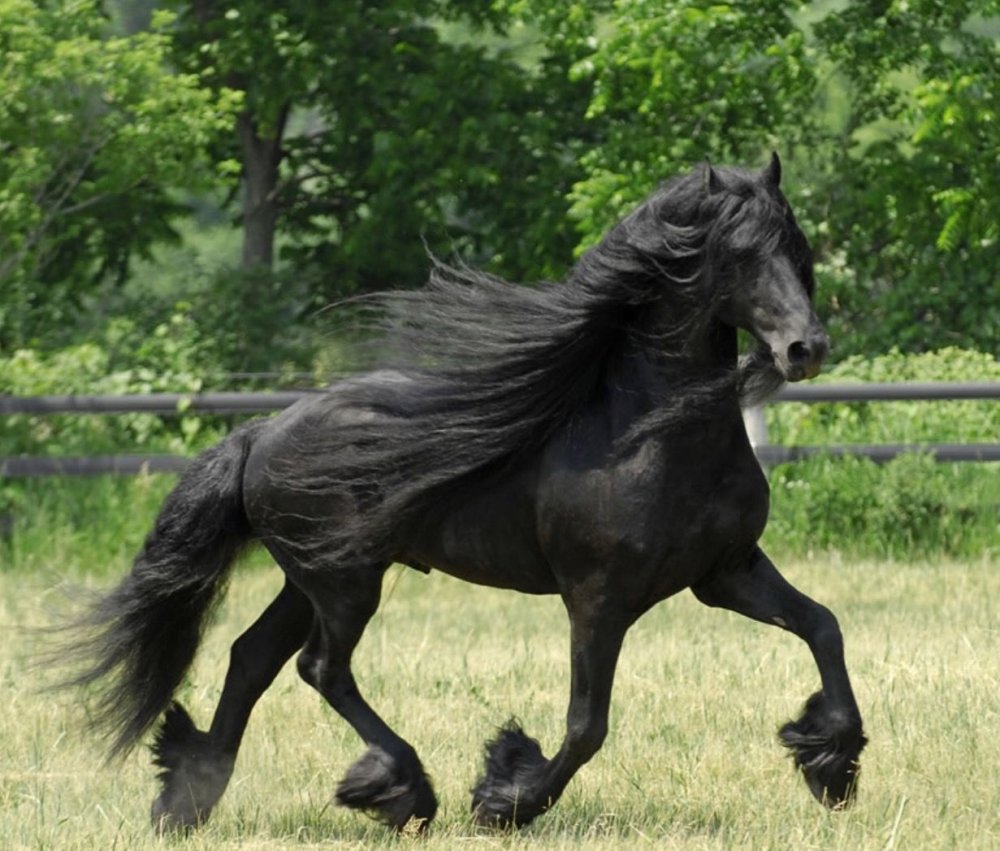 Голландская упряжная – Фризская лошадь