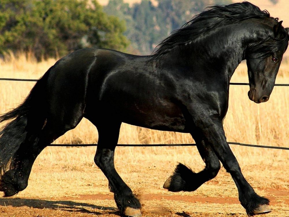Берберийская лошадь Вороная