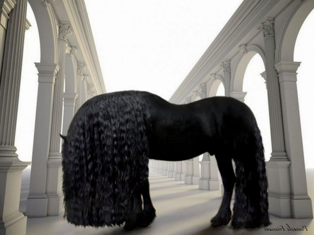 Фризская порода лошадей Фридрих Великий