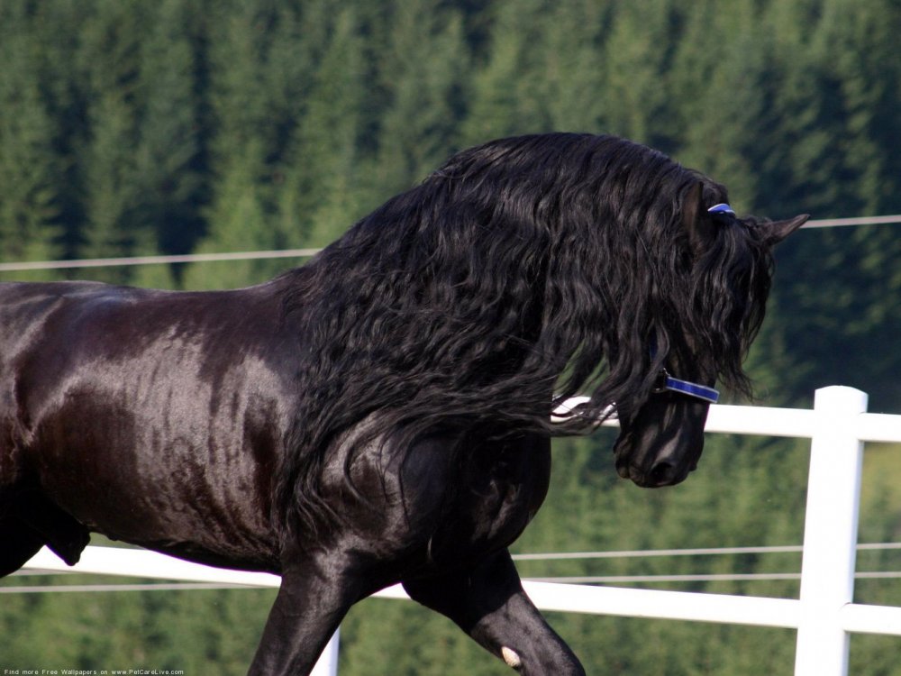 Фризская лошадь черная Жемчужина