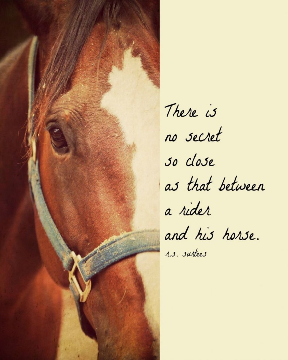 Красивые высказывания о лошадях