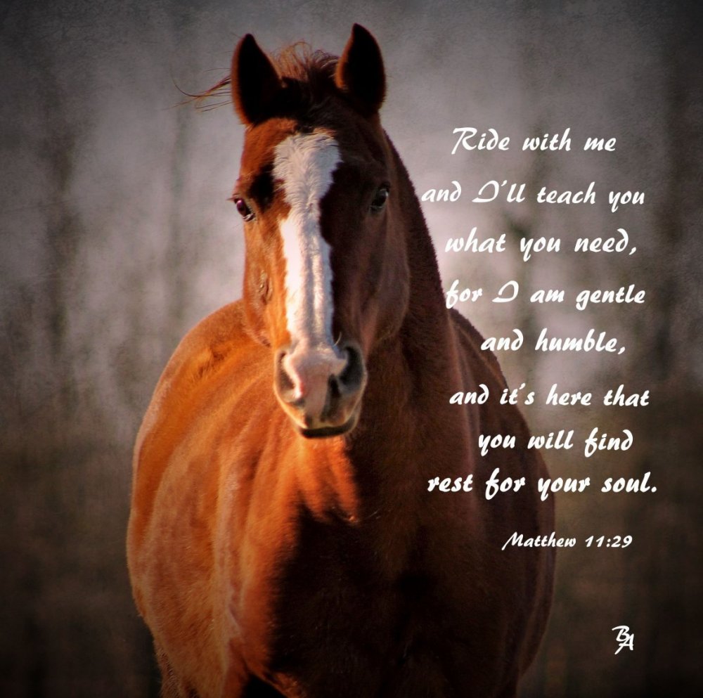 Стихотворение про лошадь красивое
