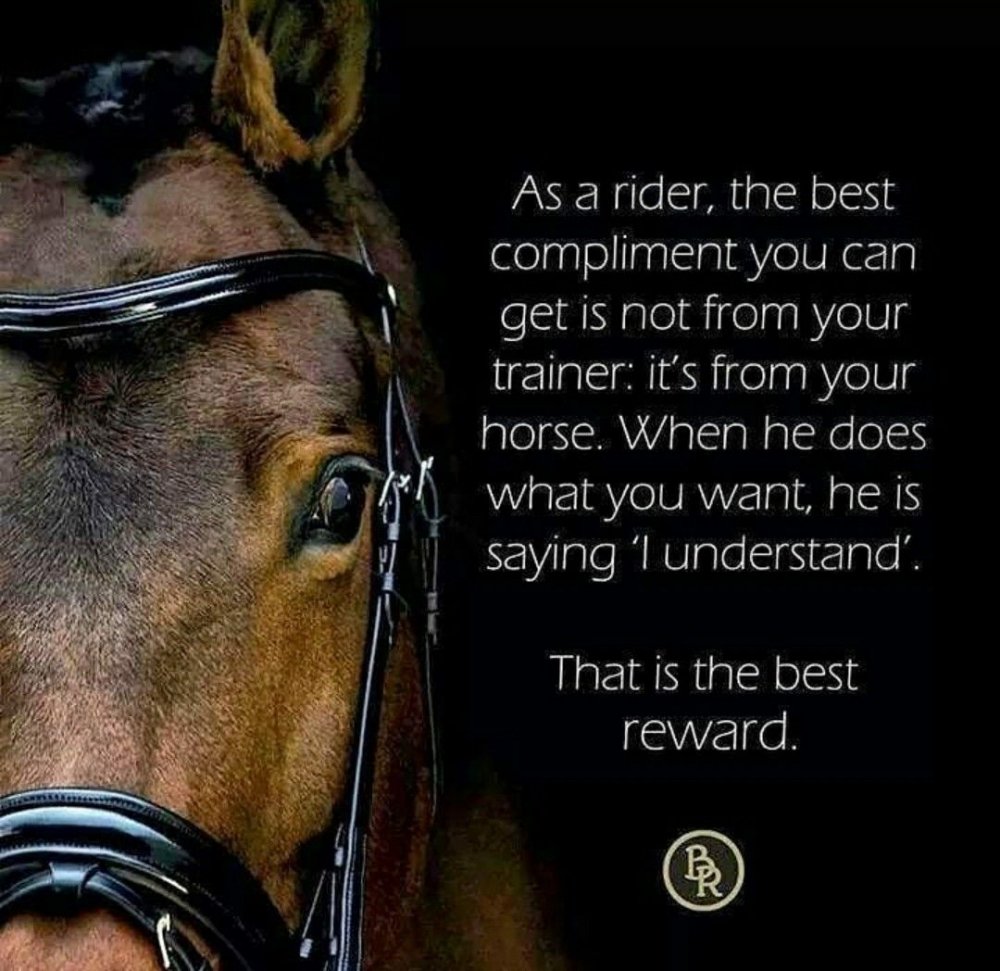 Цитаты про коней