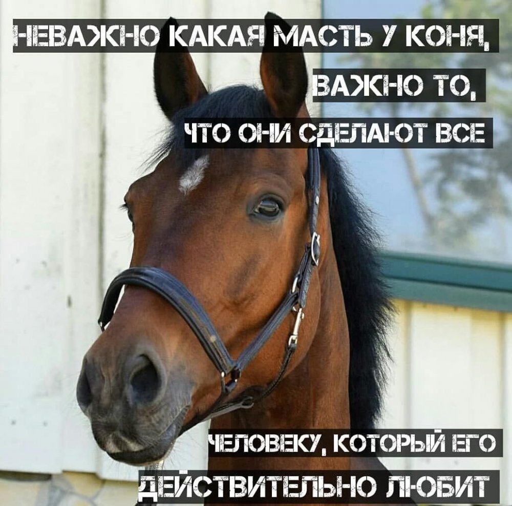 Цитаты про лошадей со смыслом