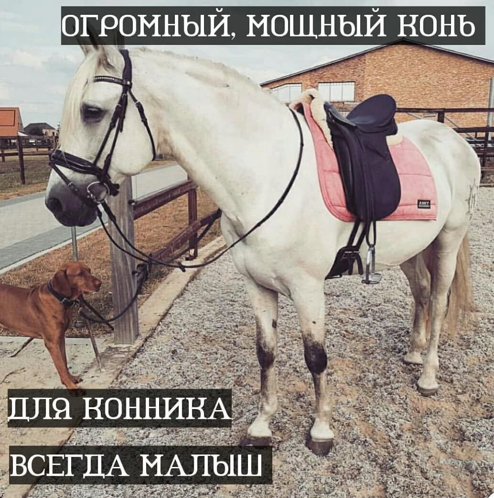Статус про белого коня