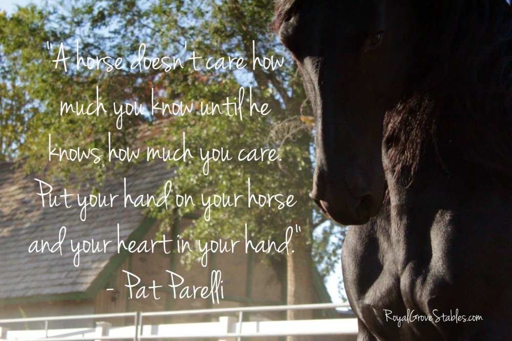 Красивые фразы про лошадей со смыслом