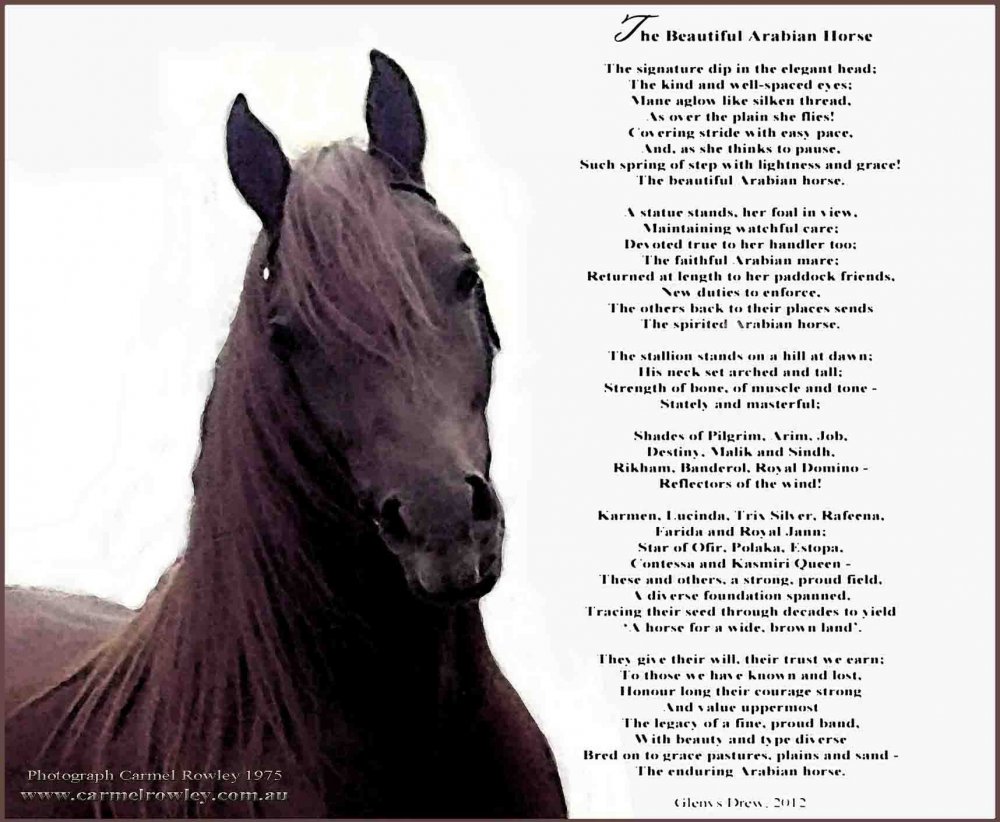 Цитаты про лошадей