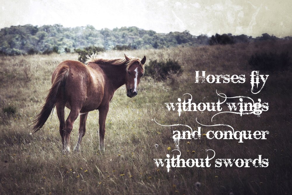 Quotes about Horses