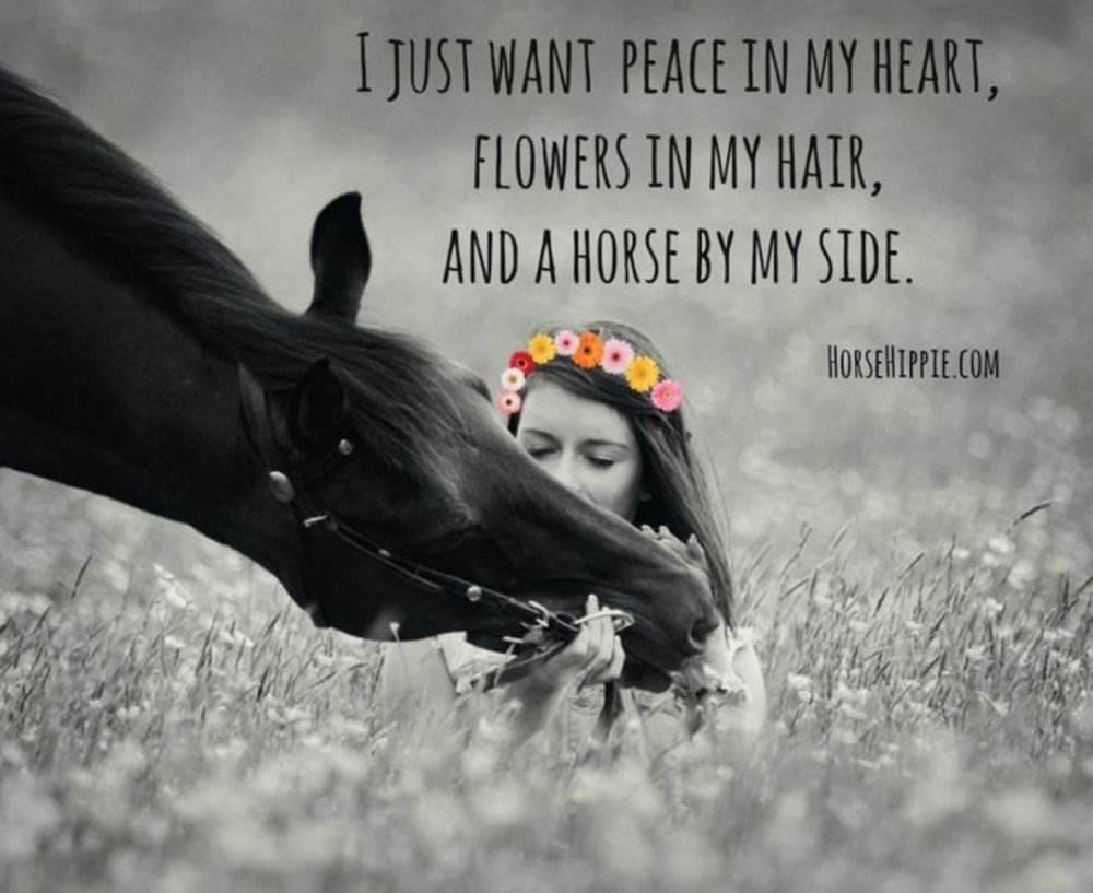 Девочка и лошадь высказывания
