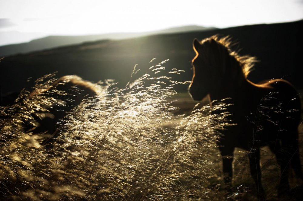 Лошадь ночью в поле