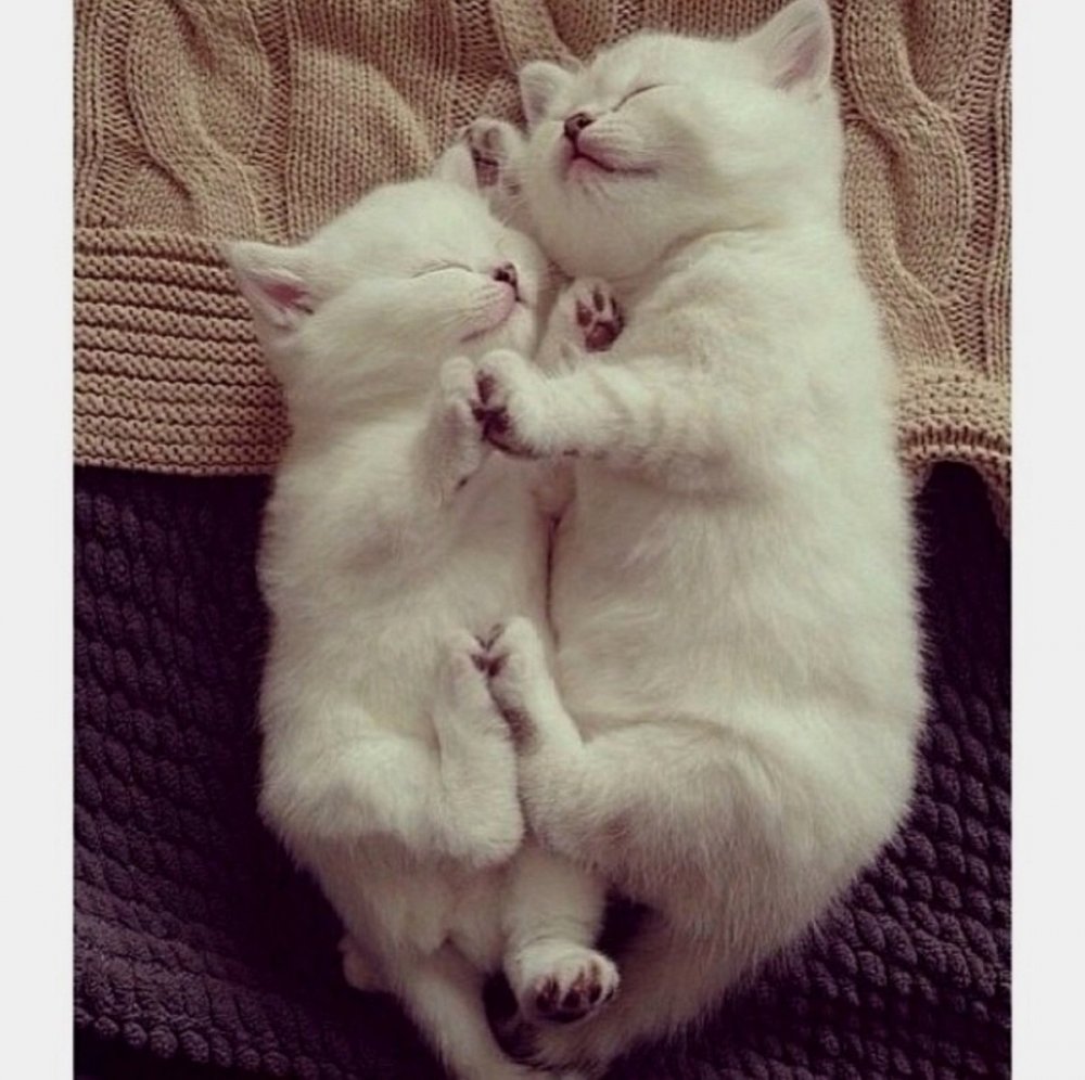 Котики обнимаются