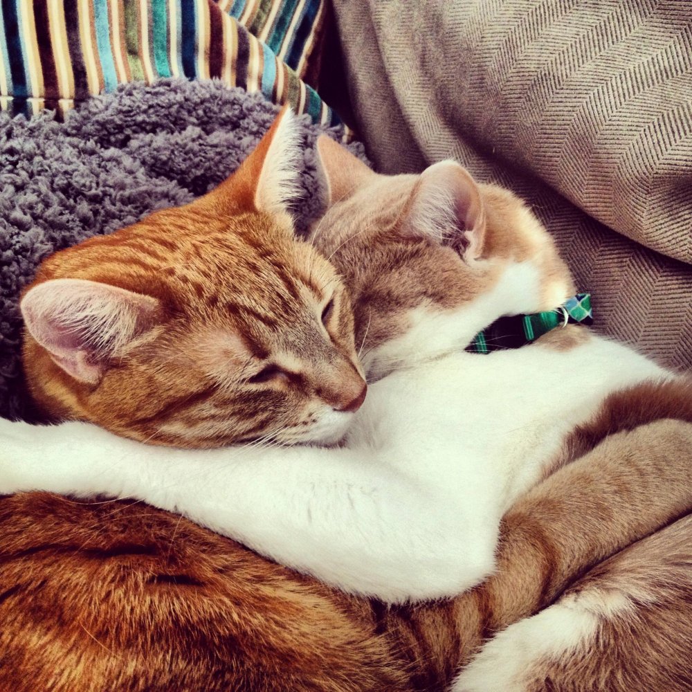 Коты обнимаются