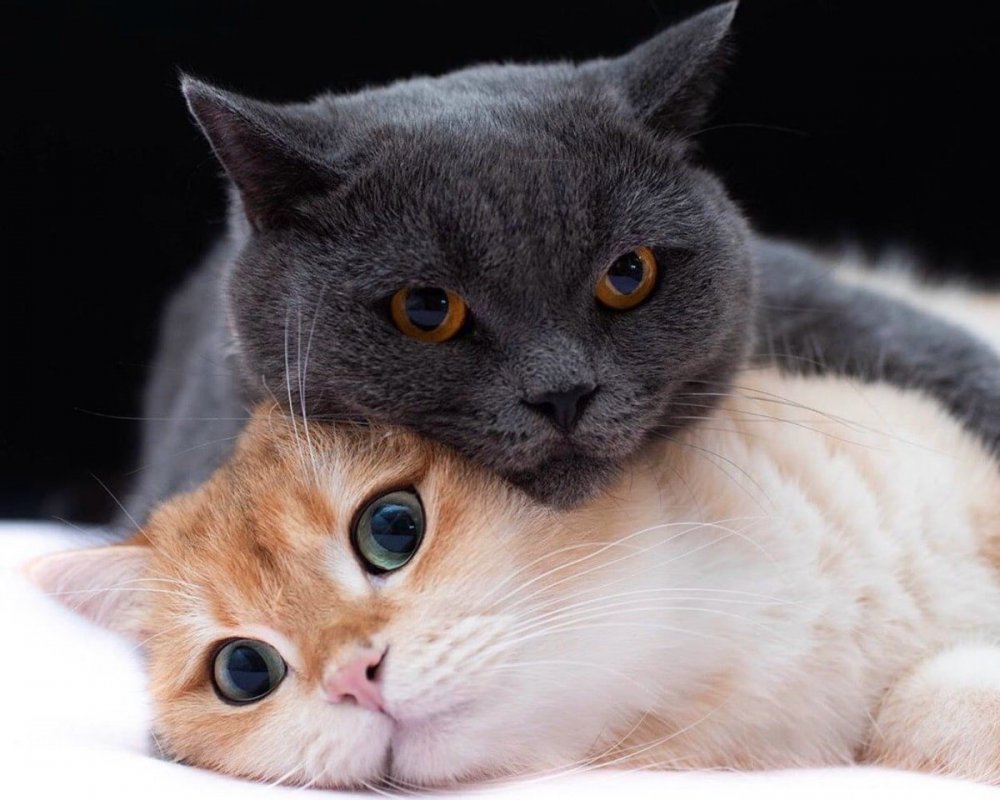 Два котика