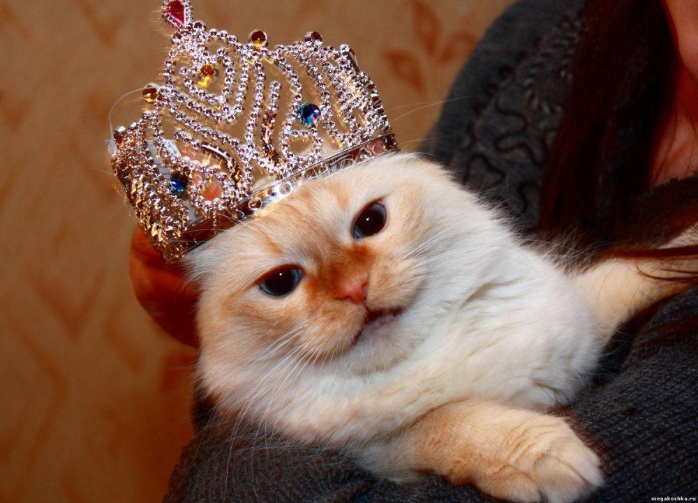 Милые котики с короной