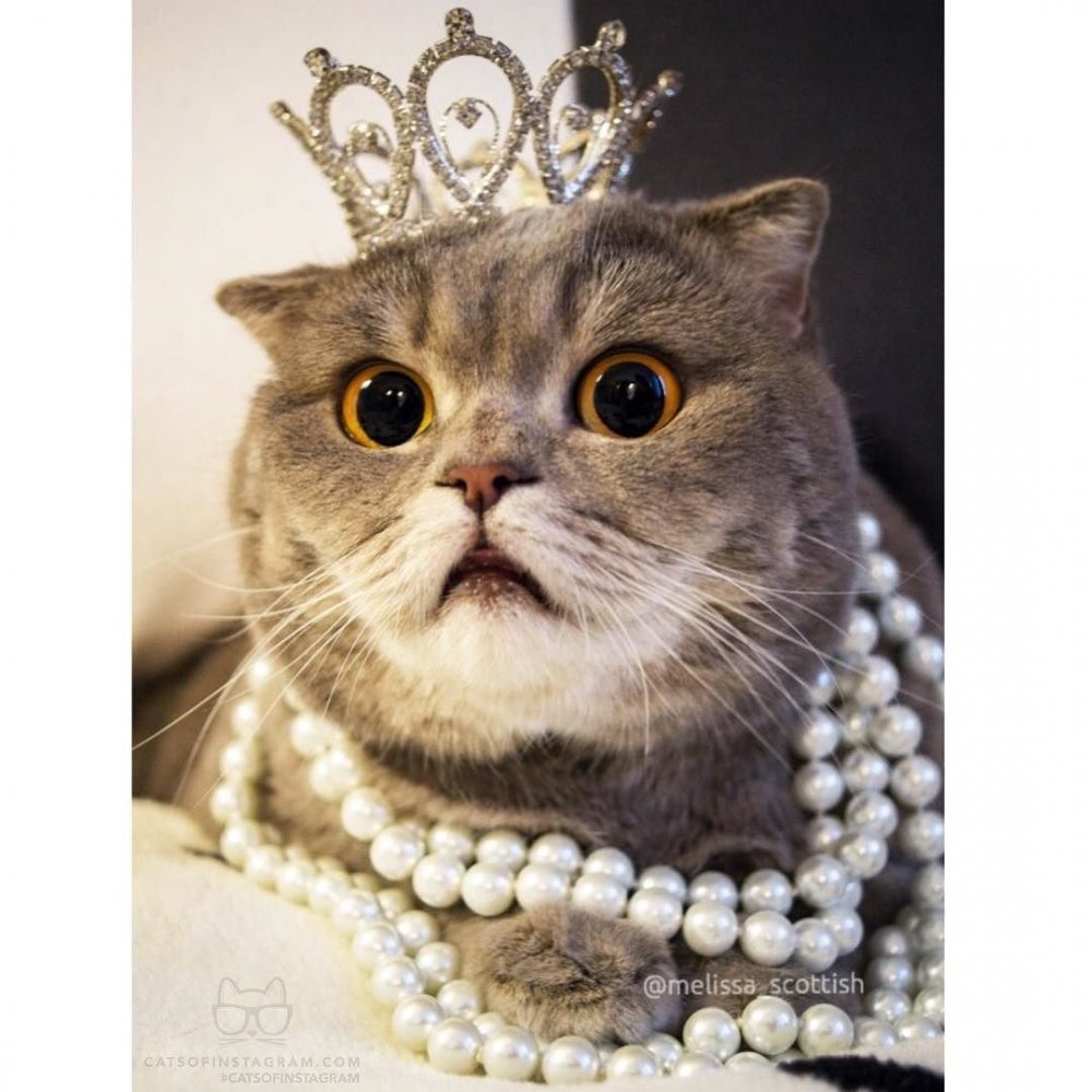 Королевский кот