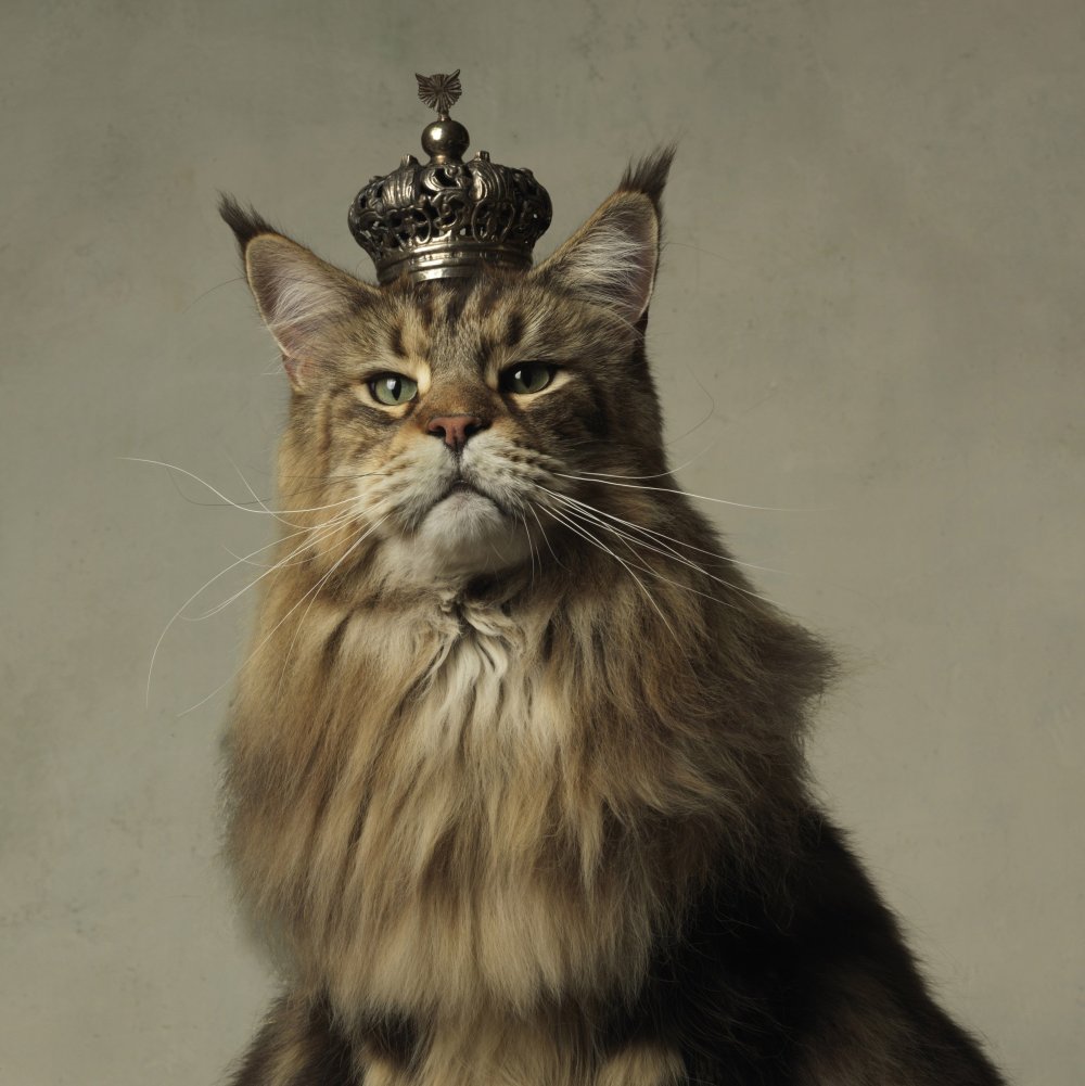 Мейн кун царь котов
