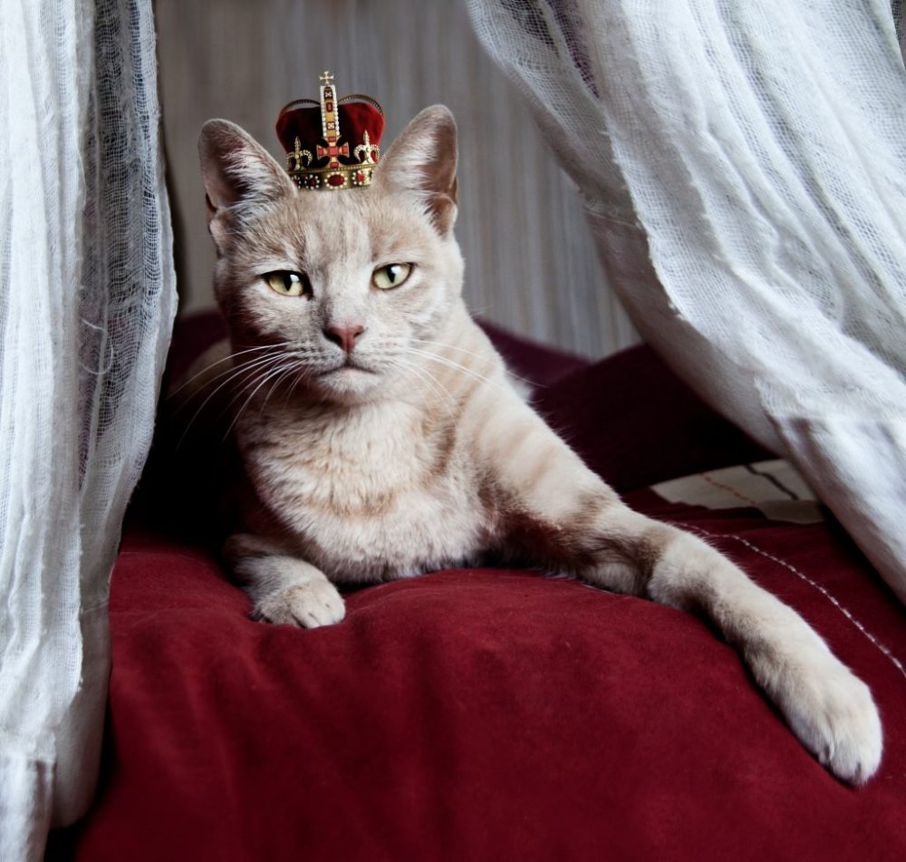 Королевский кот