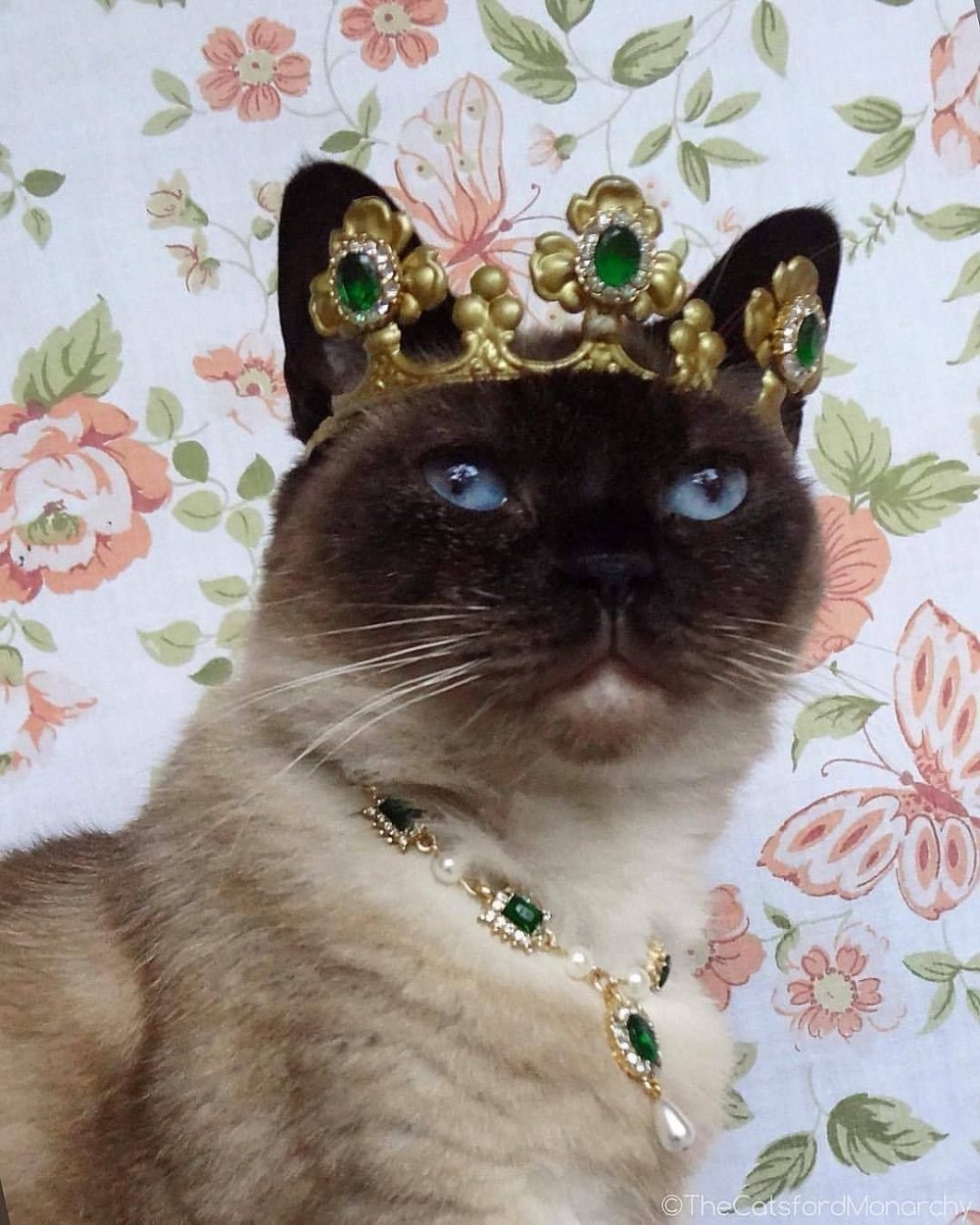 Кошка Сиамская Королева
