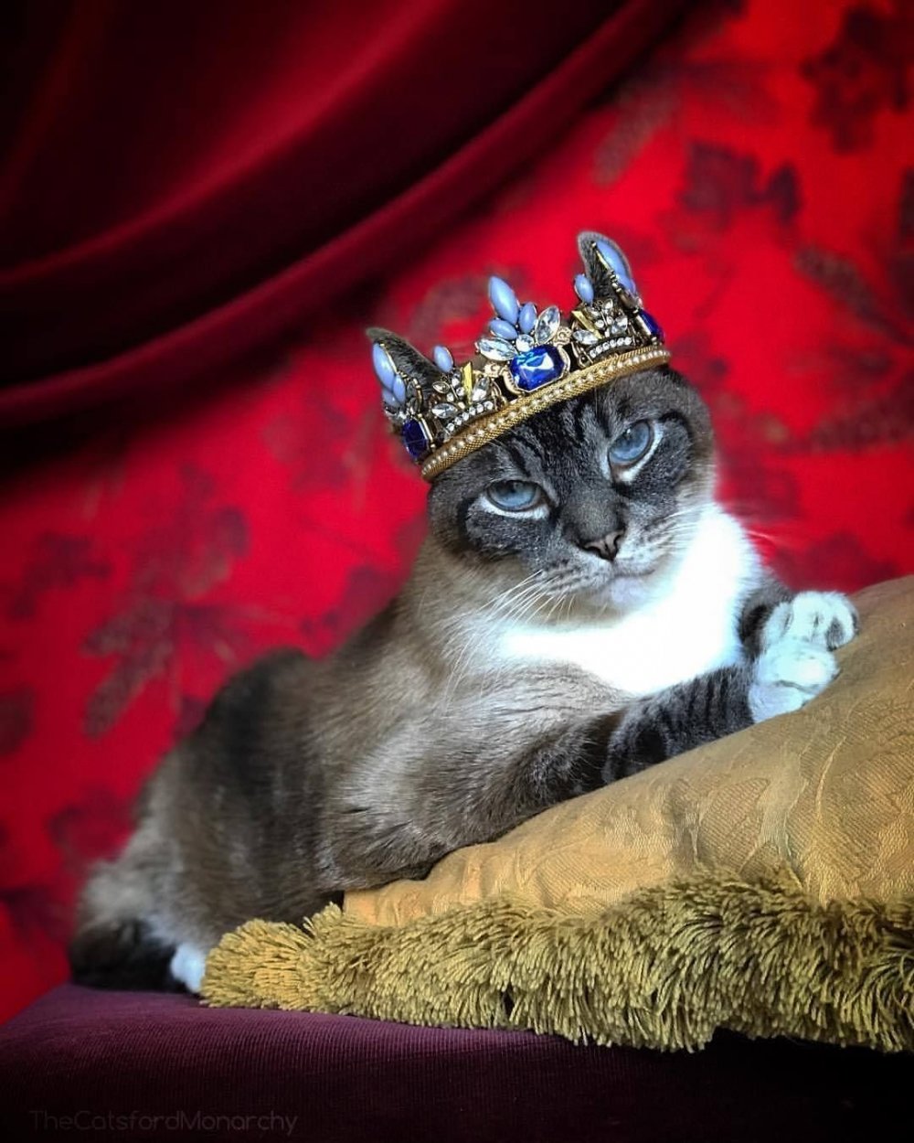 Королевская кошка