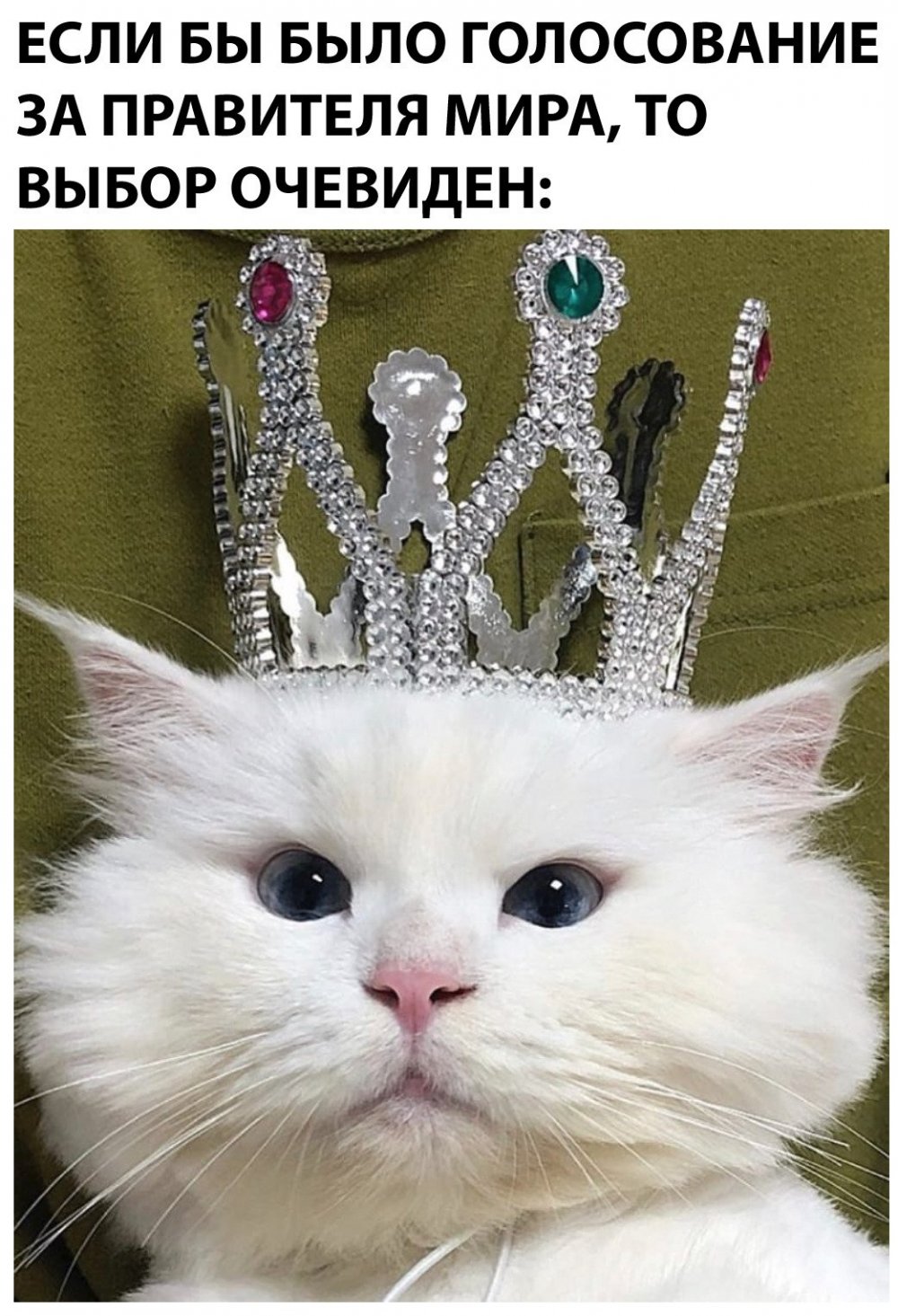 Котенок в короне